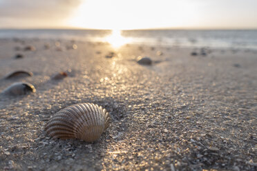 Deutschland, Niedersachsen, Ostfriesland, Langeoog, Muscheln am Strand bei Sonnenuntergang - JATF00973