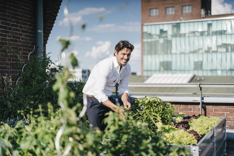 Businessman cultivating plants in his urban rooftop garden stock photo