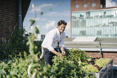 Businessman cultivating plants in his urban rooftop garden - KNSF02722