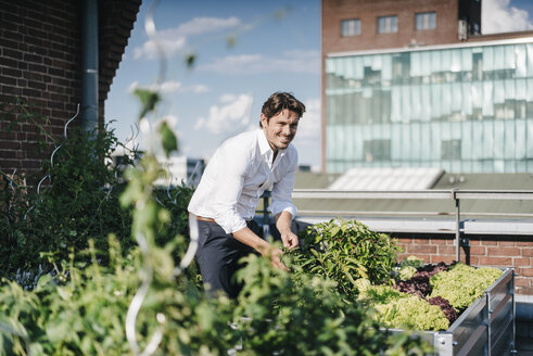 Geschäftsmann kultiviert Pflanzen in seinem städtischen Dachgarten - KNSF02722