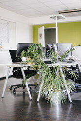 Modern office with potted plants - KNSF02762