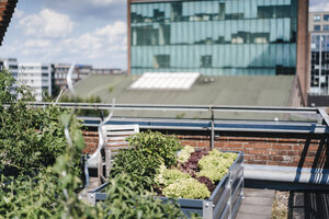 Germany, Duisburg, Urban rooftop garden - KNSF02763