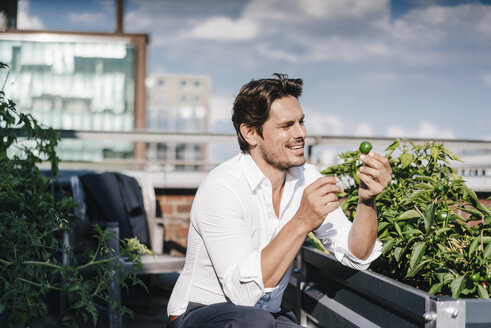 Businessman cultivating vegetables in his urban rooftop garden - KNSF02784