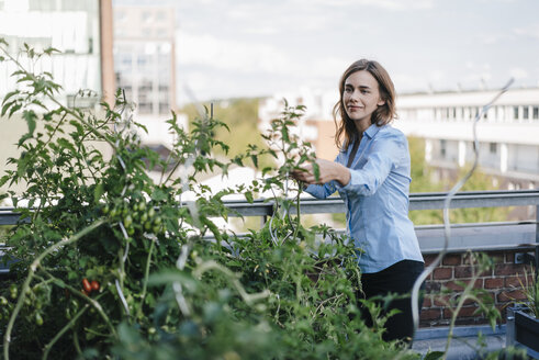 Geschäftsfrau baut in ihrem städtischen Dachgarten Gemüse an - KNSF02796