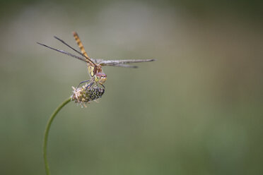 Gewöhnlicher Darter-Glühwürmchen, Sympetrum striolatum, über der Blüte schwebend - MJOF01410