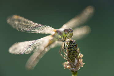 Gewöhnlicher Darter-Glühwürmchen, Sympetrum striolatum, über der Blüte schwebend - MJOF01411