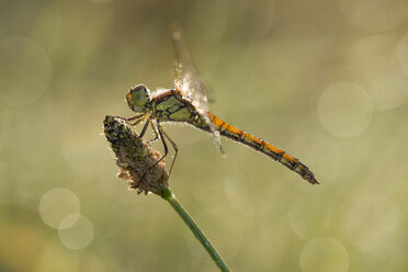 Gewöhnlicher Darter-Glühwürmchen, Sympetrum striolatum, über der Blüte schwebend - MJOF01412