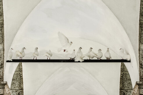 Weiße Fantail-Tauben auf einer Bar - CSTF01396