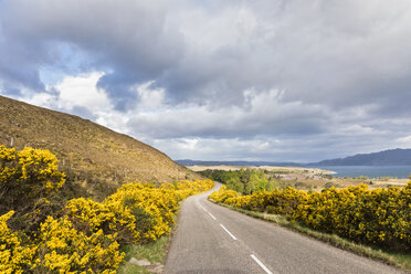 UK, Schottland, Highlands, Ginstersträucher an der A896 - FOF09339