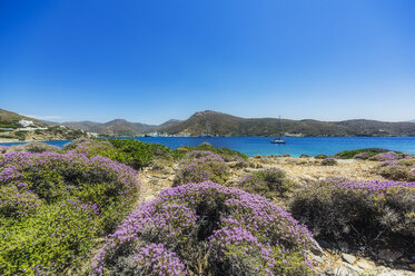 Griechenland, Amorgos, blühende Büsche an der Küste - THAF02035