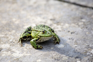 Gewöhnlicher Wasserfrosch an einer Wand - NDF00678