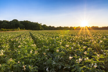 UK, Scotland, East Lothian, potato field at sunset - SMAF00830