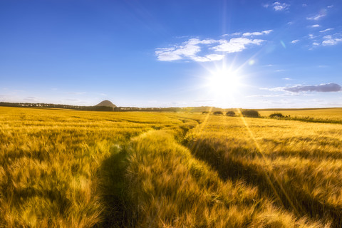 Großbritannien, Schottland, East Lothian, Gerstenfeld mit Spuren bei Sonnenuntergang, lizenzfreies Stockfoto