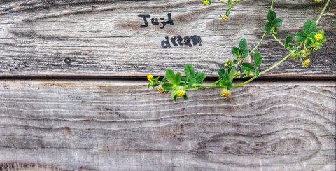 just dream motto, wooden wall, plants, Berlin, Germany stock photo