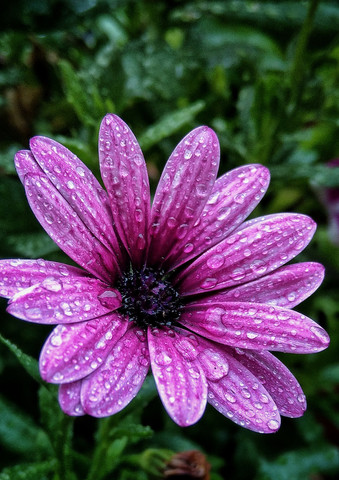 wet flower, pink, rain, Berlin, Germany stock photo