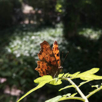 Schmetterling auf einer Tomatenpflanze, Garten, Berlin, Deutschland - NGF00405