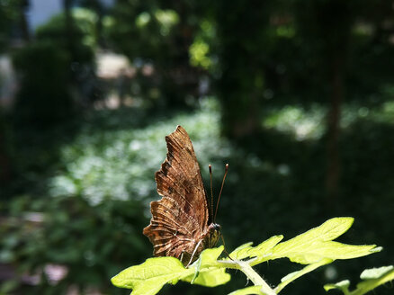 Schmetterling auf einer Tomatenpflanze, Garten, Berlin, Deutschland - NGF00406