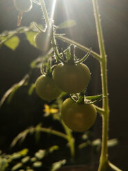 grüne Tomaten, Garten, Berlin, Deutschland - NGF00410