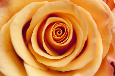Orange rose, close-up - MMAF00131