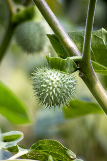 Früchte des Stechapfels (Datura stramonium) - NDF00680