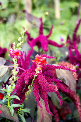 Amaranth-Pflanzen - NDF00681