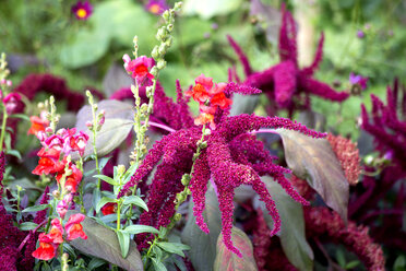 Amaranth-Pflanzen - NDF00682