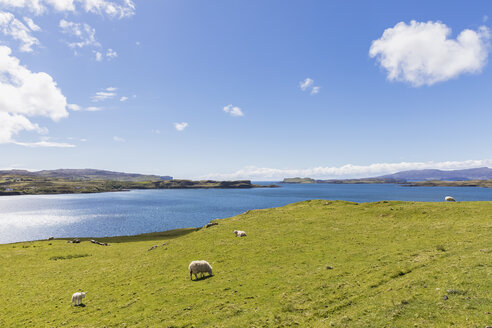 UK, Schottland, Innere Hebriden, Isle of Skye, Loch Harport, Schafe auf der Weide - FOF09351