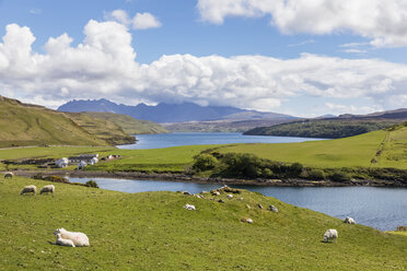 UK, Schottland, Innere Hebriden, Isle of Skye, Loch Harport, Gesto Bay, Schafe auf der Weide - FOF09352
