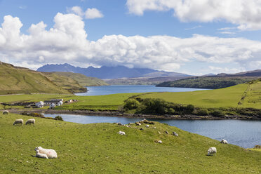 UK, Scotland, Inner Hebrides, Isle of Skye, Loch Harport, Gesto Bay, sheep on pasture - FOF09352