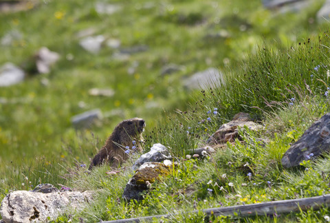 Austria, Hohe Tauern, alpine marmot at Grossglockner stock photo