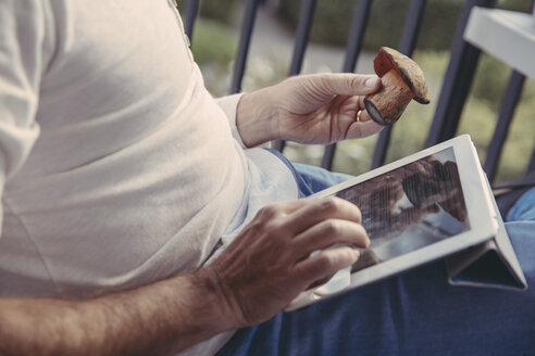 Mann benutzt ein Tablet, um Informationen über gesammelte Pilze zu recherchieren, Teilansicht - MFF03935