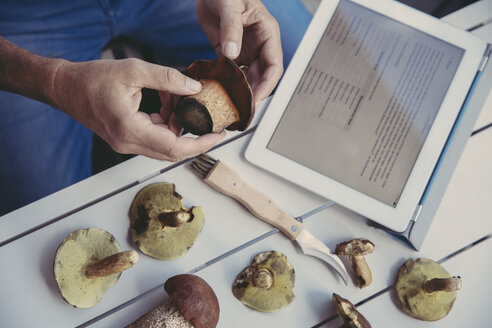 Die Hand eines Mannes hält einen Steinpilz und liest Informationen auf einem digitalen Tablet - MFF03938