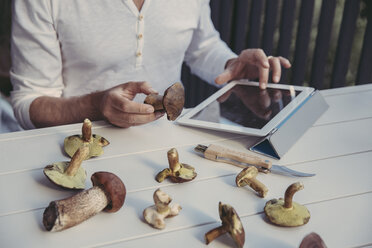 Die Hand eines Mannes hält einen Steinpilz und liest Informationen auf einem digitalen Tablet - MFF03942