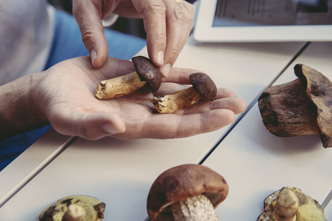 Man's hand holding king boletes stock photo