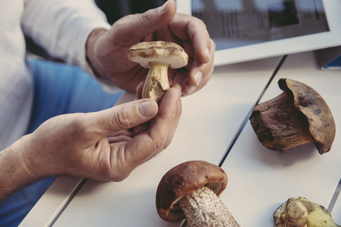 Man's hand holding bay bolete stock photo