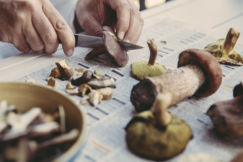 Man's hand cutting bay bolete stock photo