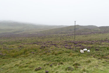 UK, Schottland, Isle of Skye, Schafe auf der Weide - CLPF00144