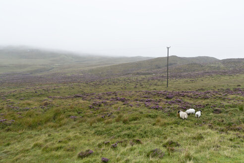 UK, Scotland, Isle of Skye, sheep on pasture - CLPF00144