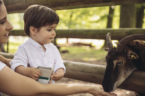 Mutter und kleiner Sohn beim Füttern einer Ziege im Wildpark, lizenzfreies Stockfoto