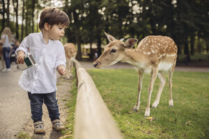 Kleinkind füttert Rehe in einem Wildpark - MFF03968