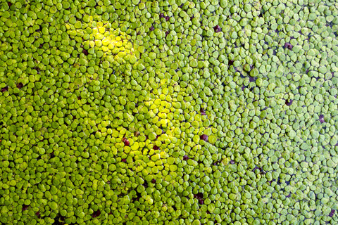 Duckweed stock photo