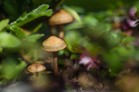 Magic Mushrooms stock photo