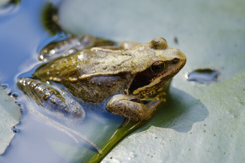 Gewöhnlicher Frosch auf einem Seerosenblatt in einem Teich hockend - SIEF07505