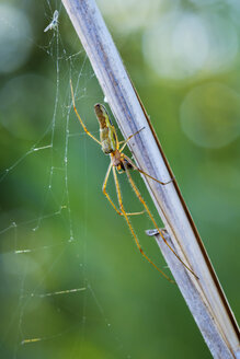 Silver Stretch Spider und Spinnennetz mit Beute am Grashalm - SIEF07507