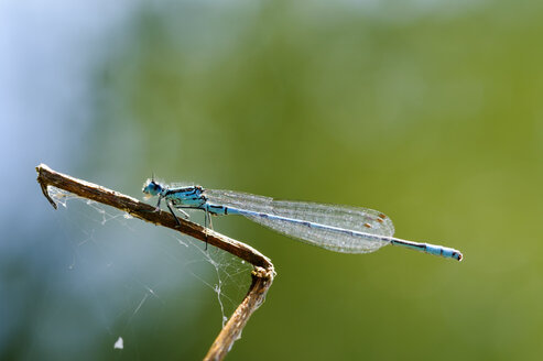 Azurblaue Kleinlibelle auf Zweig - SIEF07510