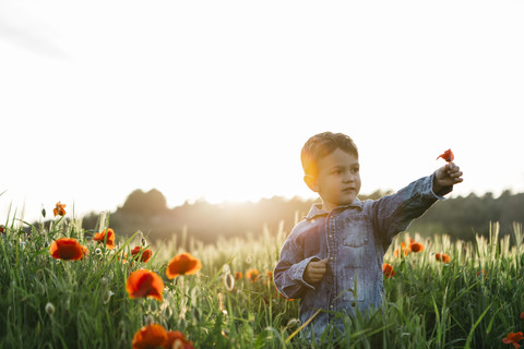 Boy in a poppy field in spring holding poppy stock photo