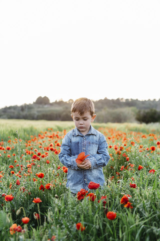 Ernster Junge in einem Mohnfeld im Frühling, lizenzfreies Stockfoto