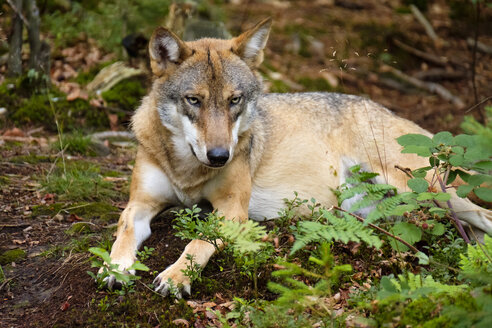 Deutschland, Bayern, Nationalpark Bayerischer Wald, liegender Wolf - SIEF07512
