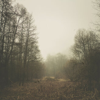 Waldlichtung im Morgennebel - DWIF00873