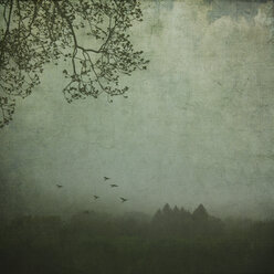 Fog above forest landscape, textured photography - DWIF00874